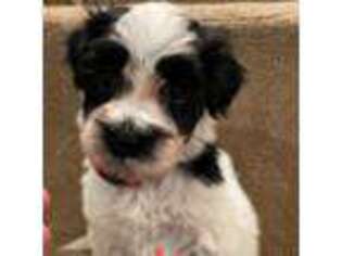 Portuguese Water Dog Puppy for sale in Des Moines, IA, USA