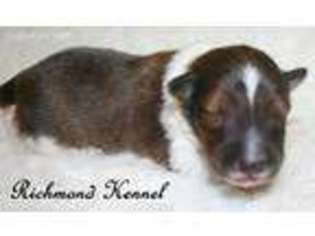 Shetland Sheepdog Puppy for sale in London, OH, USA
