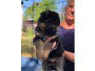 German Shepherd Dog Puppy for sale in Deland, FL, USA