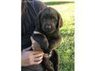 Labrador Retriever Puppy for sale in Colorado Springs, CO, USA