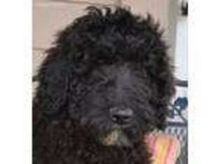 Labradoodle Puppy for sale in Cle Elum, WA, USA