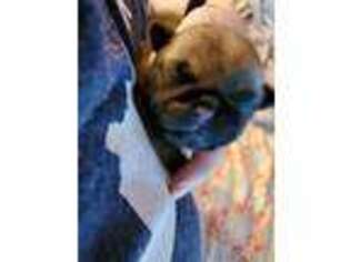 Pug Puppy for sale in Frankfort, KY, USA