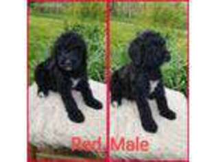 Goldendoodle Puppy for sale in Macks Creek, MO, USA