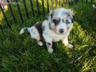 Miniature Australian Shepherd Puppy for sale in Roseville, OH, USA