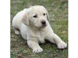 Labrador Retriever Puppy for sale in Fairfax, VA, USA