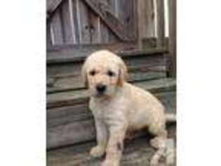 Labradoodle Puppy for sale in BESSEMER, AL, USA