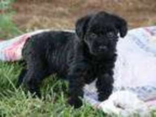 Schnoodle (Standard) Puppy for sale in Union Bridge, MD, USA