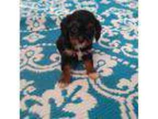 Cavapoo Puppy for sale in Kinston, NC, USA