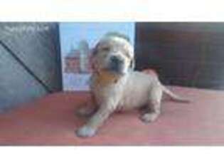 Golden Retriever Puppy for sale in Centerville, MO, USA