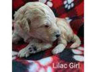 Goldendoodle Puppy for sale in Lexington, SC, USA