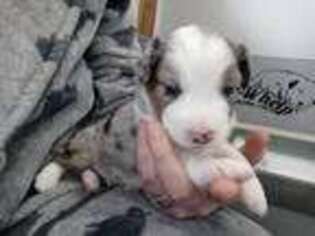 Miniature Australian Shepherd Puppy for sale in Tiffin, OH, USA