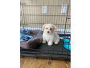 Havanese Puppy for sale in Hadley, MA, USA