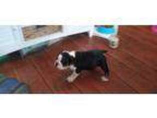 Bulldog Puppy for sale in Deep Run, NC, USA