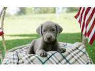 Labrador Retriever Puppy for sale in Connersville, IN, USA