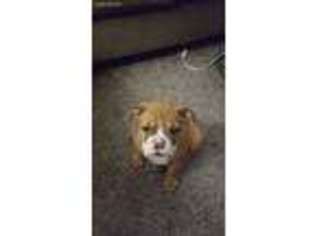Bulldog Puppy for sale in Terre Haute, IN, USA