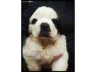 Saint Bernard Puppy for sale in Hildebran, NC, USA