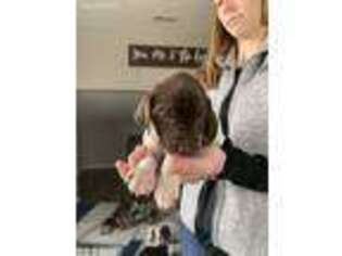 German Shorthaired Pointer Puppy for sale in Selma, IN, USA