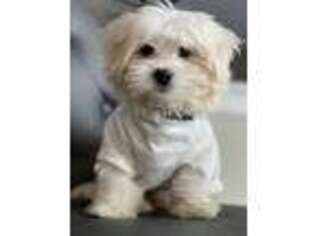 Maltese Puppy for sale in Snellville, GA, USA