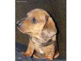 Dachshund Puppy for sale in Buffalo, MN, USA