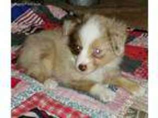 Miniature Australian Shepherd Puppy for sale in Edgemoor, SC, USA