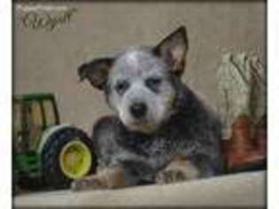 Medium Photo #1 Australian Cattle Dog Puppy For Sale in Chillicothe, MO, USA