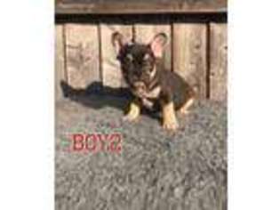 French Bulldog Puppy for sale in Stanley, NM, USA