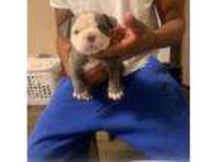 American Bulldog Puppy for sale in Charleston, SC, USA