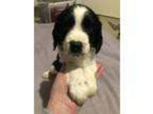 English Springer Spaniel Puppy for sale in Whitehall, MT, USA