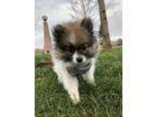 Pomeranian Puppy for sale in Bellevue, WA, USA