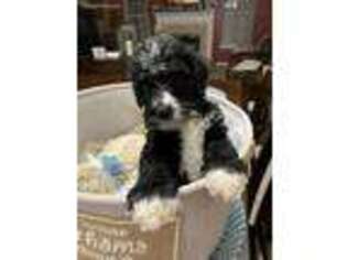 Mutt Puppy for sale in Elgin, IL, USA