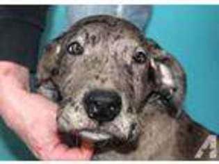 Great Dane Puppy for sale in TAYLORSVILLE, KY, USA