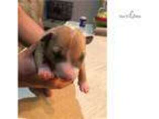 Bull Terrier Puppy for sale in Albuquerque, NM, USA