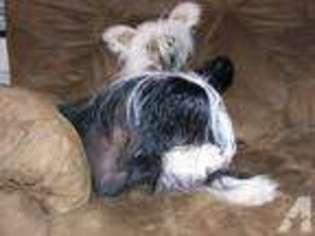 Chinese Crested Puppy for sale in ROGERSVILLE, TN, USA