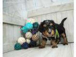 Mutt Puppy for sale in Waterville, IA, USA