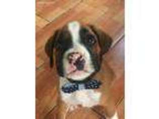 Boxer Puppy for sale in Lehigh Acres, FL, USA