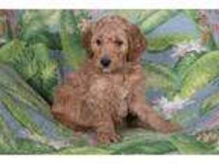 Goldendoodle Puppy for sale in Kernersville, NC, USA