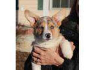 Pembroke Welsh Corgi Puppy for sale in Farmington, MO, USA