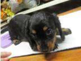 Dachshund Puppy for sale in Pomona, MO, USA