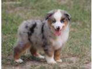 Miniature Australian Shepherd Puppy for sale in Palacios, TX, USA