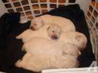 Labrador Retriever Puppy for sale in PLAINVILLE, GA, USA