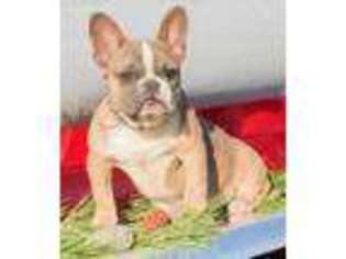 French Bulldog Puppy for sale in Planada, CA, USA