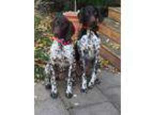 German Shorthaired Pointer Puppy for sale in Grand Rapids, MI, USA