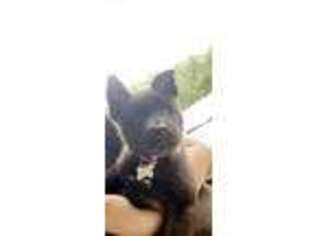 Akita Puppy for sale in League City, TX, USA