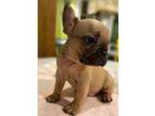French Bulldog Puppy for sale in Rainbow City, AL, USA