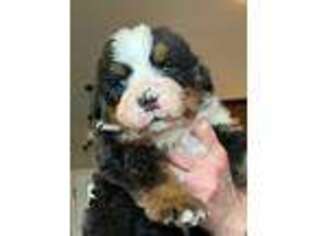 Bernese Mountain Dog Puppy for sale in Seymour, TN, USA