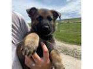 German Shepherd Dog Puppy for sale in Victor, MT, USA