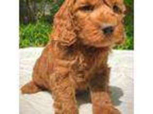 Goldendoodle Puppy for sale in West Grove, PA, USA