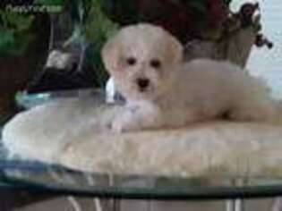 Bichon Frise Puppy for sale in Crowley, TX, USA