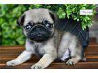 Pug Puppy for sale in South Bend, IN, USA