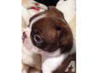 Boston Terrier Puppy for sale in QUEEN CITY, TX, USA